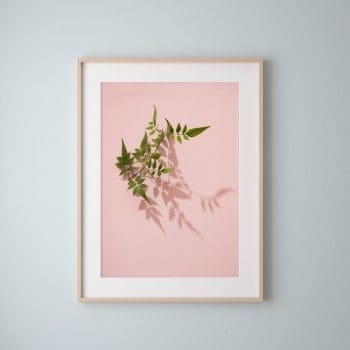 Leaves on Pink Art Print