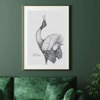 Sarus Crane A3 Print - The BirdLife Collection